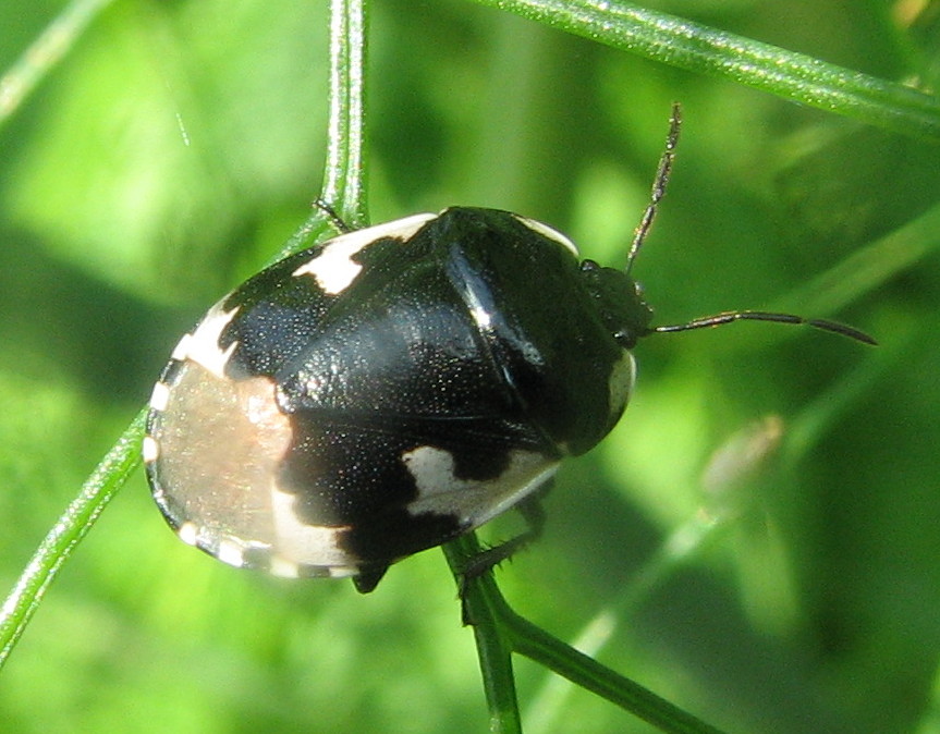 Piccola neanide & ninfa gialla di Tritomegas bicolor